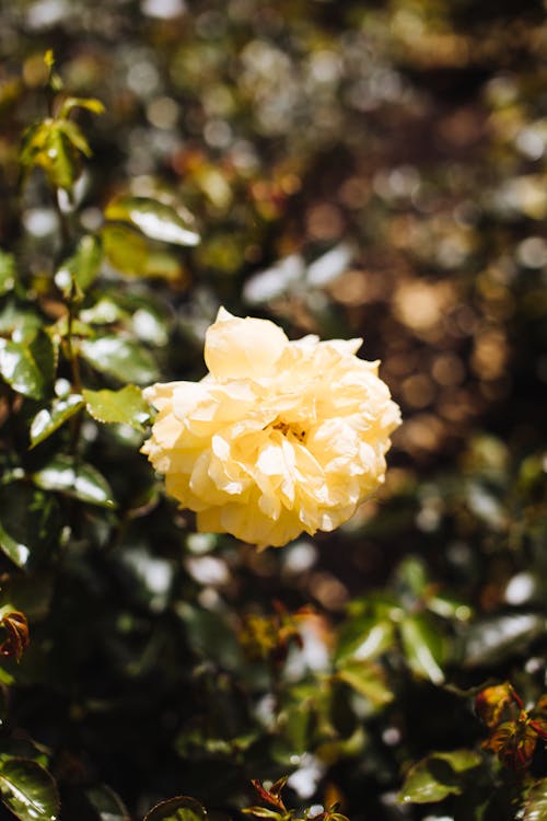 Single tender blooming bright yellow flower on thin stem growing in garden against blurred background