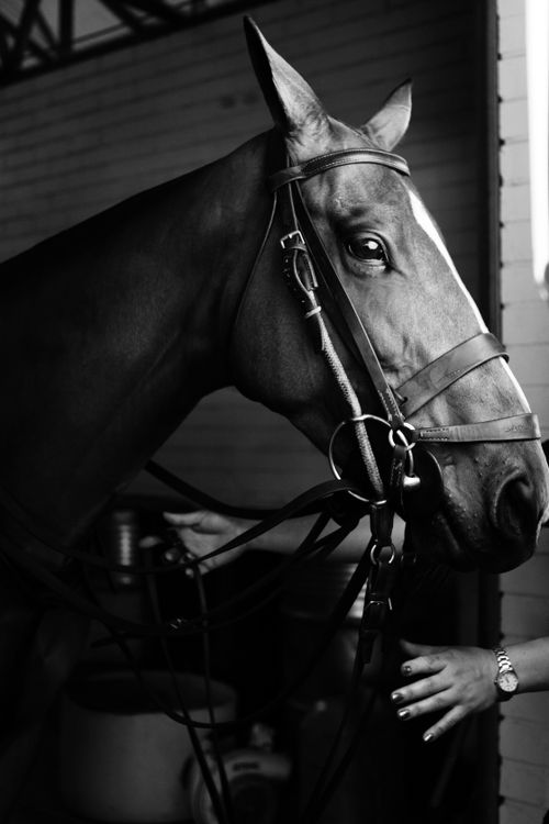 Free Black and white of crop anonymous female preparing halter and leading reins on horse to ride Stock Photo