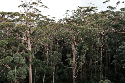 Amazing view of tall lush green trees growing in tropical woods under clear sky