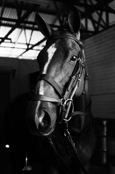 Muzzle of horse in stall