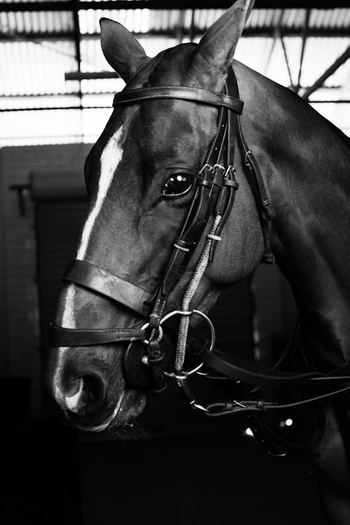 Black and white of horse muzzle with halter and leading reins in stable prepared for riding