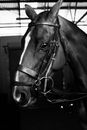 Black and white of horse muzzle with halter and leading reins in stable prepared for riding