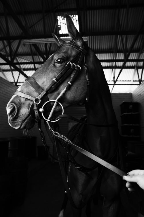 Free Stunning black and white close-up of a horse in a stable, showcasing elegance. Stock Photo