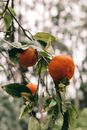Branch of tree with overripe fruits of oranges and dry leaves in autumn