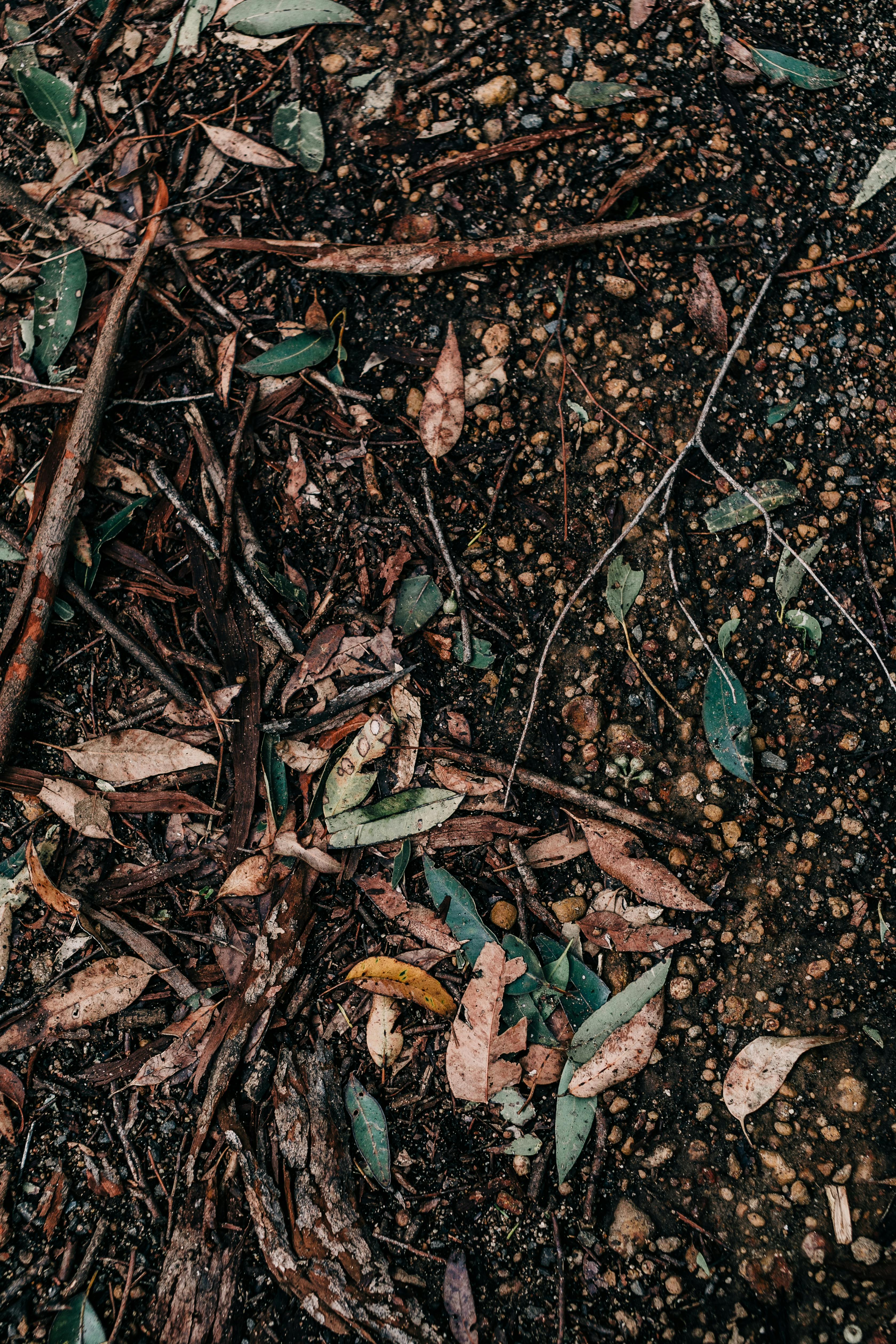 dry leaves and branches on ground