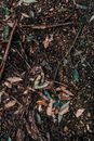 Top view of dry fallen leaves and thin branches on ground in forest in fall