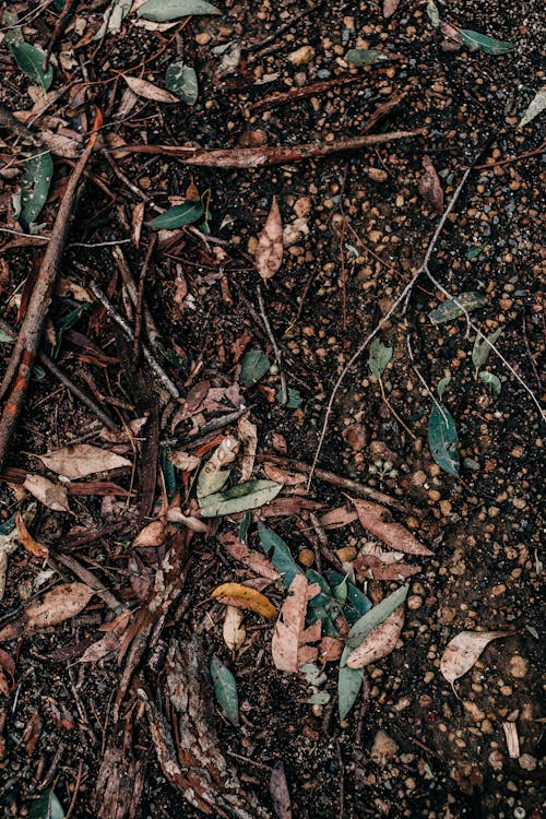 Brown Dried Leaves on Ground