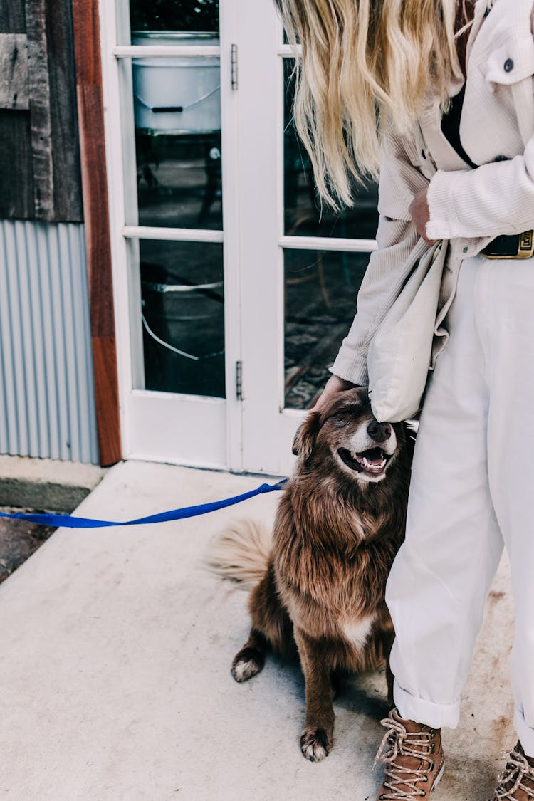 Crop Woman With Content Dog