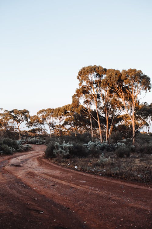 Empty road with trees in countryside