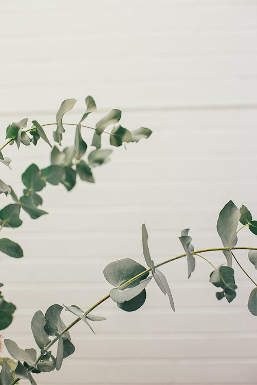 Free Plant with leaves growing near wall Stock Photo