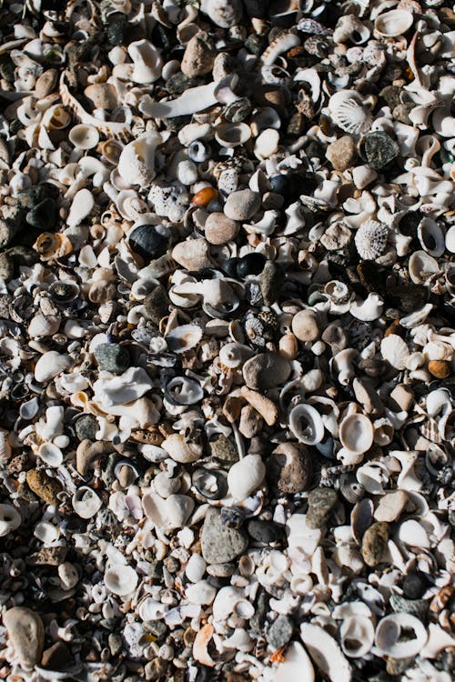 From above of small seashells with stones of sea coast in sunny day