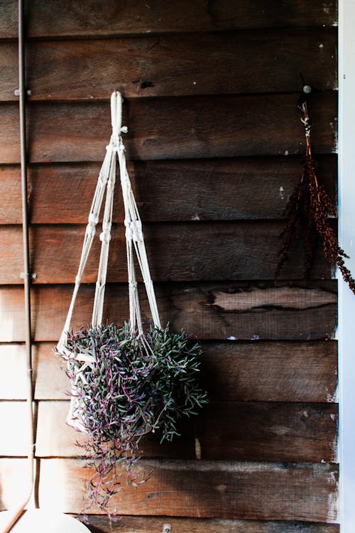Straw basket with climbing green plant hanging on wall of rustic house in sunlight