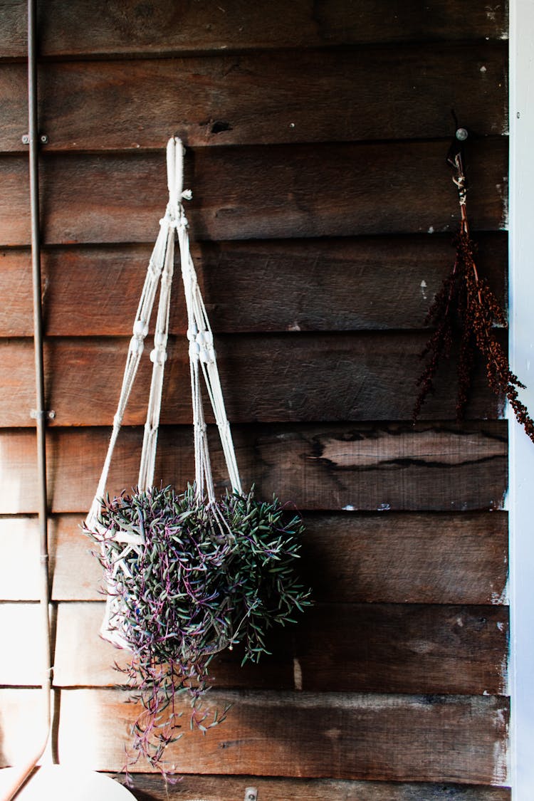 Wicker Basket With Creeping Plant On Wooden Wall