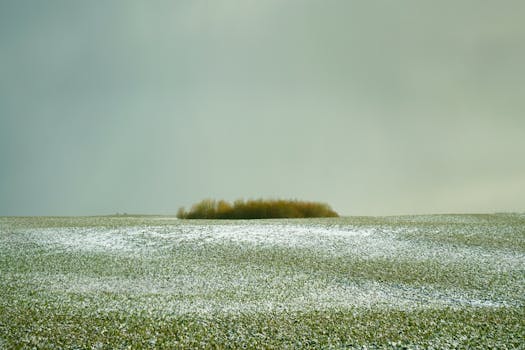 A serene landscape of a snow-dusted field with distant trees under an overcast sky.