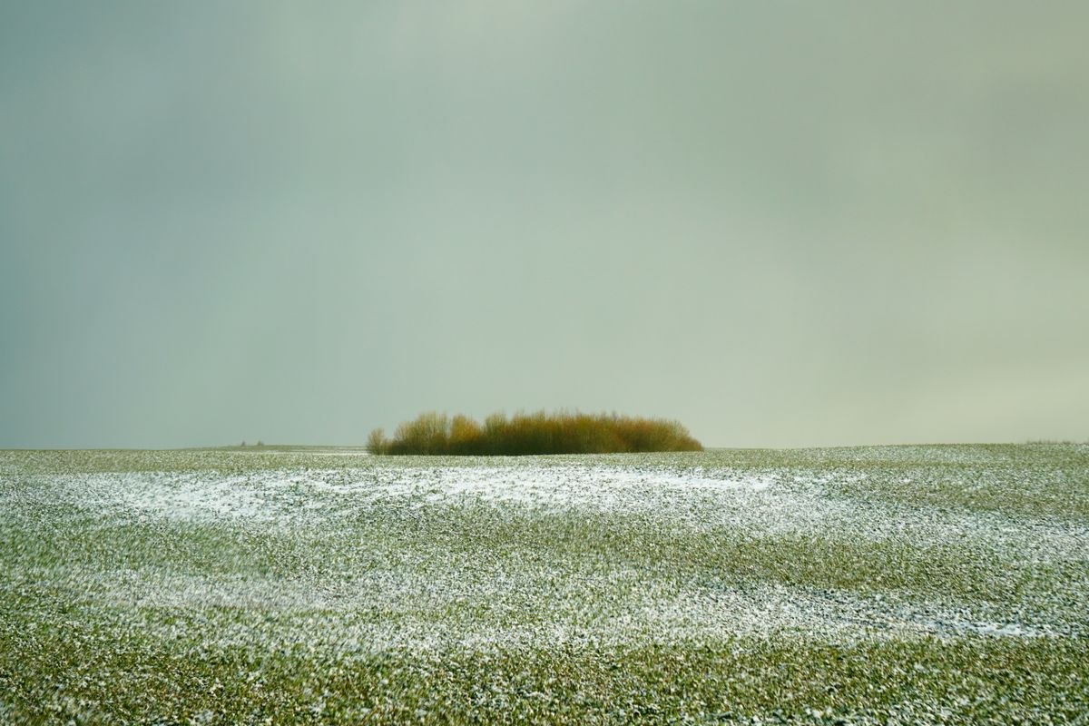 Small bluff of trees standing alone in a vast frost-dusted prairie field under overcast sky