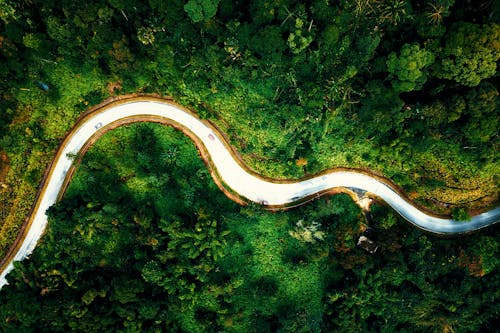 Curvy road running through lush rainforest