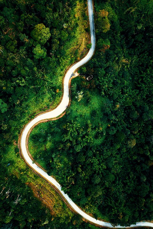 Empty narrow road between verdant forest