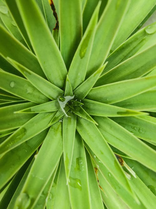 Bezpłatne Darmowe zdjęcie z galerii z juka, pionowy strzał, roślina Zdjęcie z galerii