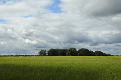 Imagine de stoc gratuită din Anglia, arbori, câmp