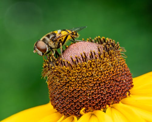 Closeup hoverfly sitting on top of natural flower and collecting pollen in summer