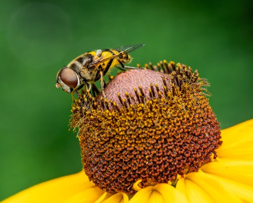 Photos gratuites de animal, arôme, arrière-plan vert