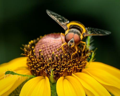 Closeup wild hoverfly collecting pollen from fresh yellow flower in summer in nature