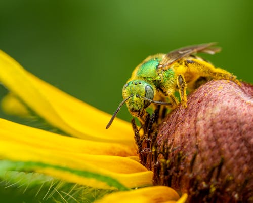Closeup wild wasp sitting on fresh yellow flower against green background in nature
