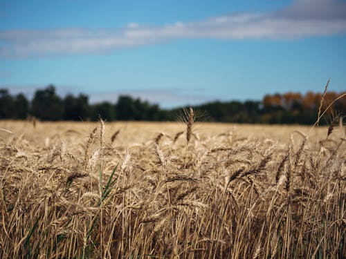 Free Wheat Field Under Blue Sky Stock Photo