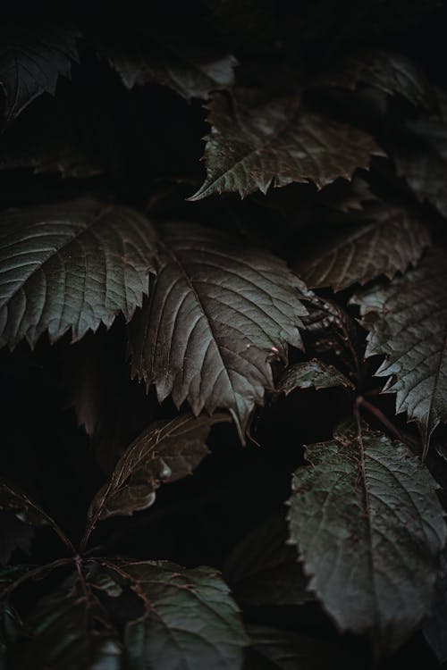 Green leaves of bush in darkness