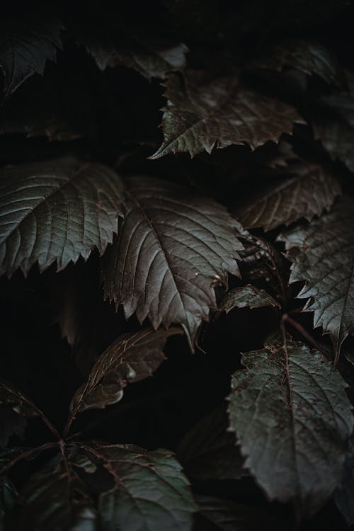 Ingyenes stockfotó béke, biológia, bokor témában