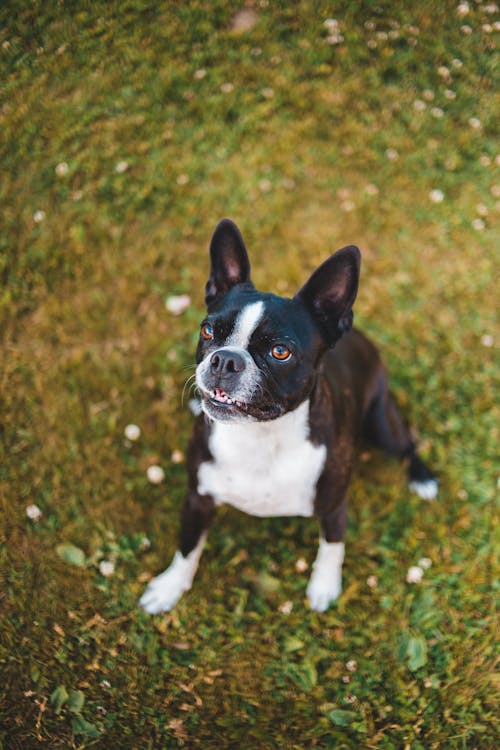 High angle of attentive cute Boston Terrier dog sitting on grassy ground in park on sunny day