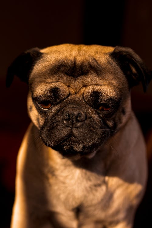 Dog on Black Background