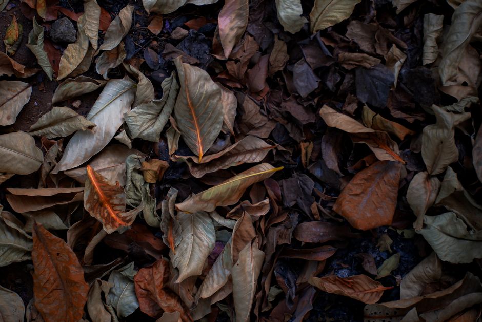 A collection of dried autumn leaves on the ground, showcasing earthy tones and textures.