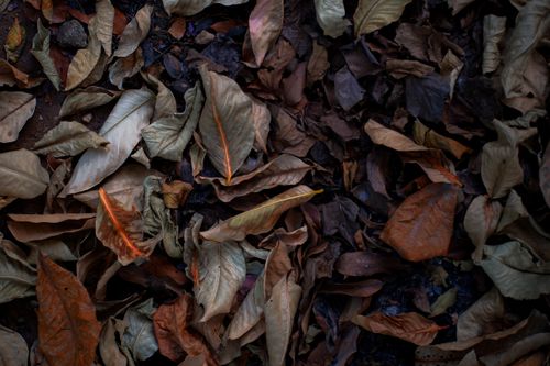 Free A collection of dried autumn leaves on the ground, showcasing earthy tones and textures. Stock Photo