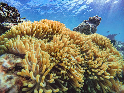 바다, 산호초, 수중의 무료 스톡 사진