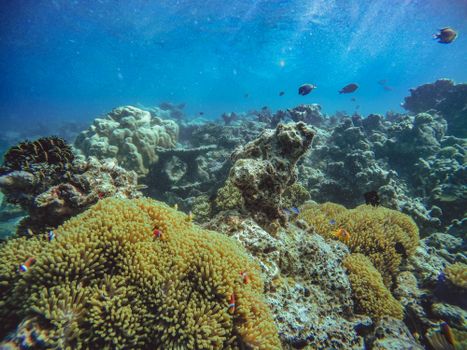 Colorful coral reef teeming with sea life in a clear blue ocean underwater.
