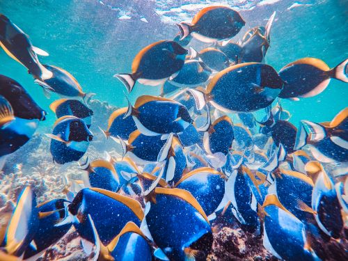 Free A vivid school of blue tropical fish swimming in clear ocean water. Stock Photo