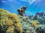 Brown and Black Coral Reef Under Water