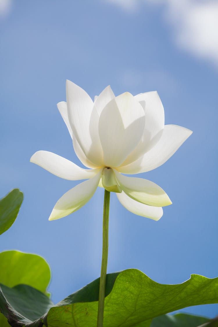 Beautiful White Flower On Blue Sky Background