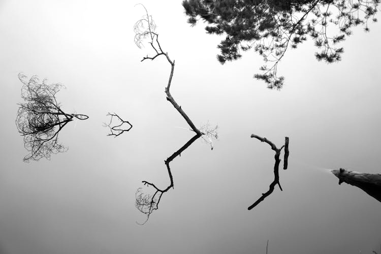 Artistic Photograph Of Tree Branches Sticking Out Of Smooth Lake Water