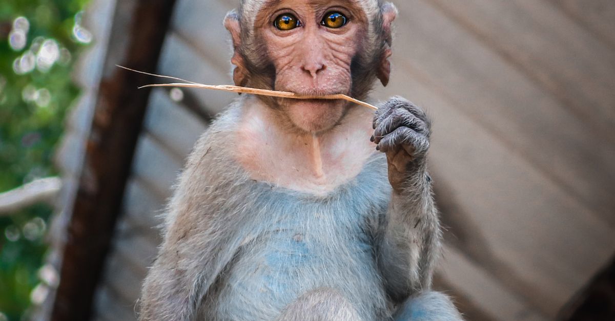 Monkey Using A Comb Close Up Photo of Monkey Holding a Stick · Free Stock Photo