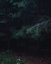 Dark Photo of a Pine Tree Brunches