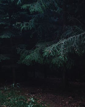 A dark and mysterious forest scene with lush green pine trees creating a serene ambiance.