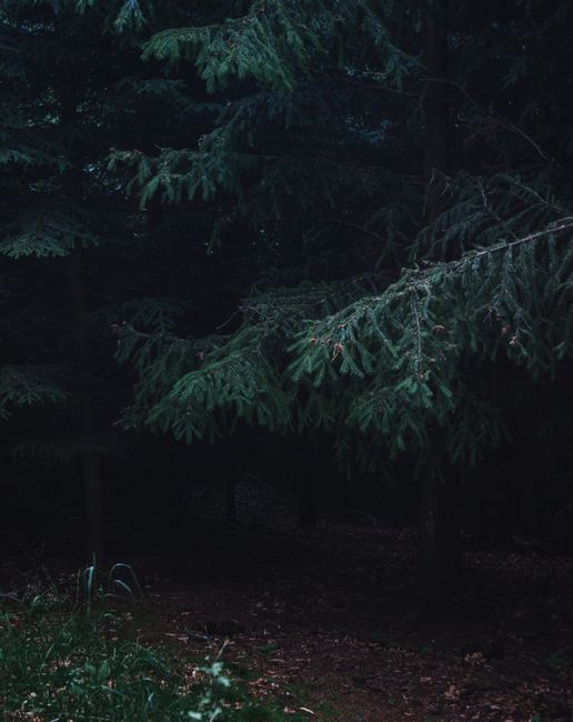 A dark and mysterious forest scene with lush green pine trees creating a serene ambiance.