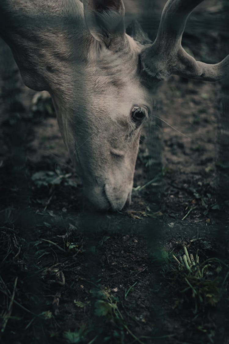 Close-up Of Deer Eating Grass