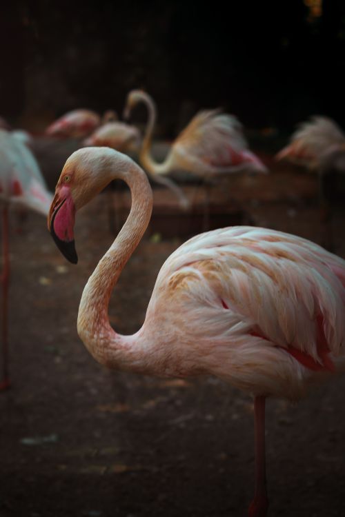 Free Close-up view of flamingos in a serene, dimly lit natural setting. Stock Photo
