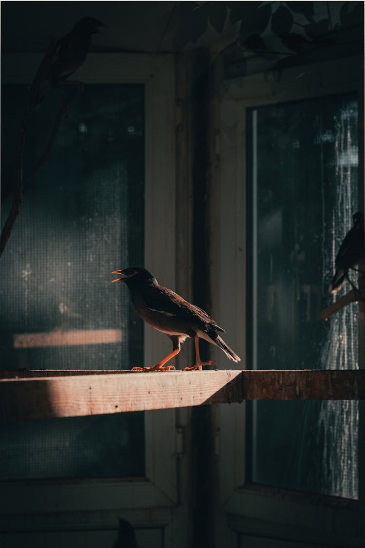 Close Up Of Bird On Birdhouse