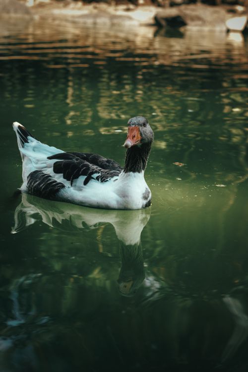 Free A serene portrait of a goose swimming peacefully in a calm pond surrounded by nature. Stock Photo