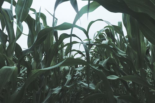 Free stock photo of field, green, кукуруза
