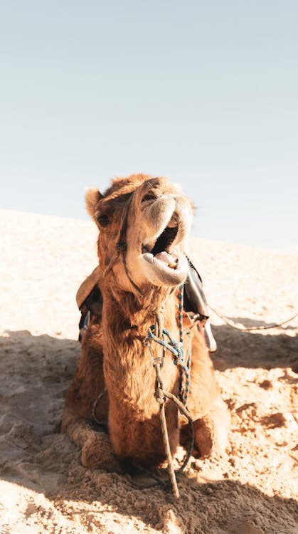 Free Furry camel with mouth opened in desert Stock Photo